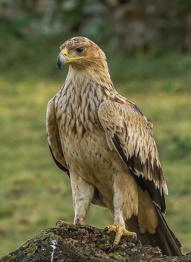 Tawny Eagle in Tanzania in Tanzania